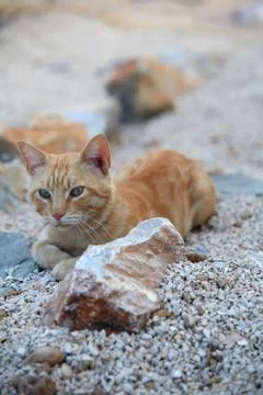 Ginger cat Stock Photos