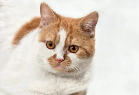 Ginger cat 스톡 사진