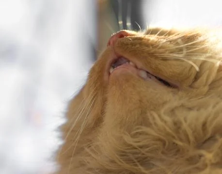 Ginger cat Stock Photos