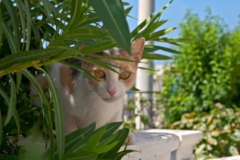 Ginger cat. Stock Photos