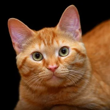 Ginger cat Stock Photos