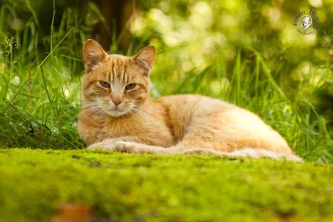 Ginger cat Stock Photos