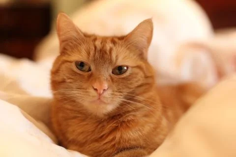 Ginger the cat Stock Photos