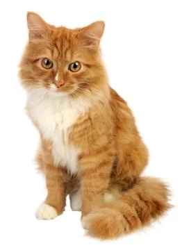Ginger cat Stock Photos