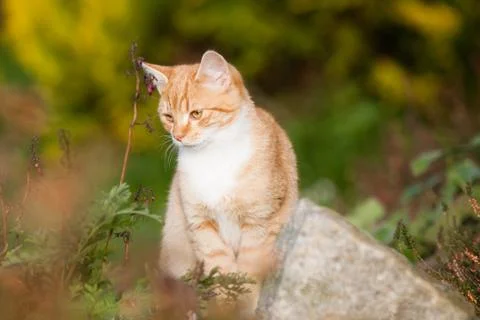 Ginger cat Stock Photos