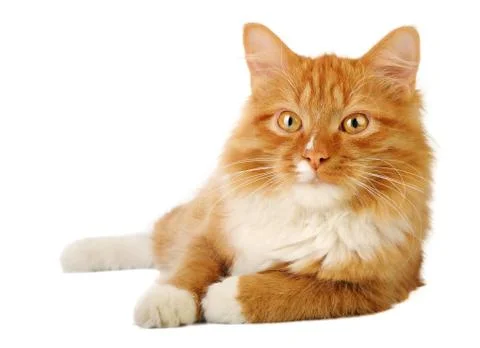 Ginger cat Stock Photos