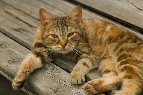 Ginger cat Stock Photos