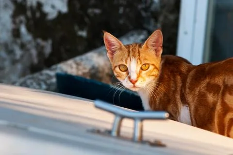 Ginger cat Stock Photos