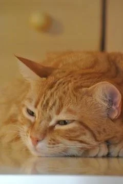 Ginger cat Stock Photos