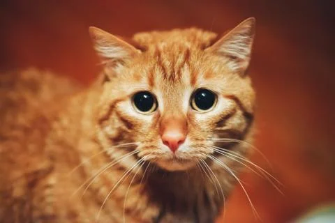 Ginger Cat Stock Photos