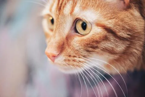 Ginger Cat Foto stock