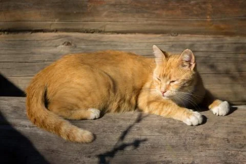 Ginger cat Stock Photos