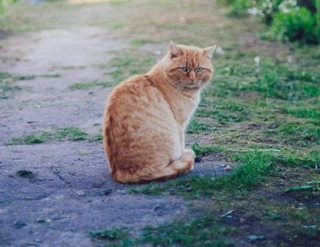 Ginger Cat Stock Photos