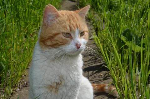 Ginger cat Stock Photos