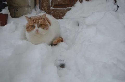 Ginger cat Stock Photos