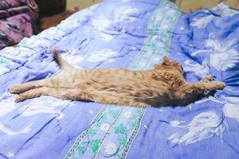 Ginger Cat Stock Photos