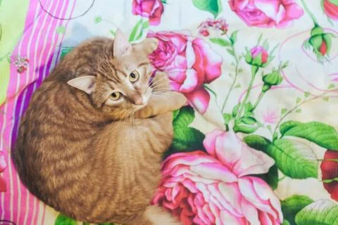 Ginger Cat Stock Photos