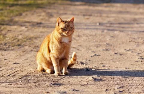 Ginger cat Stock Photos
