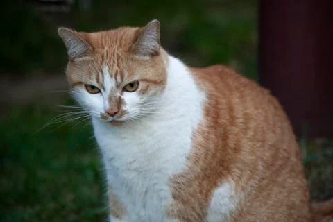 Ginger cat Stock Photos
