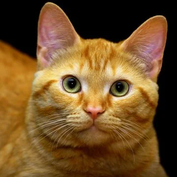 Ginger Cat Stock Photos
