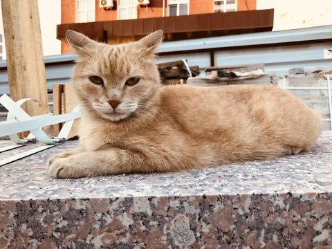 Ginger cat Stock Photos