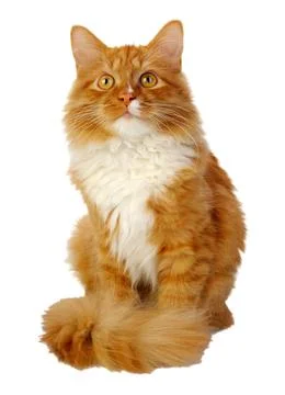 Ginger cat Stock Photos