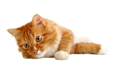 Ginger cat Stock Photos
