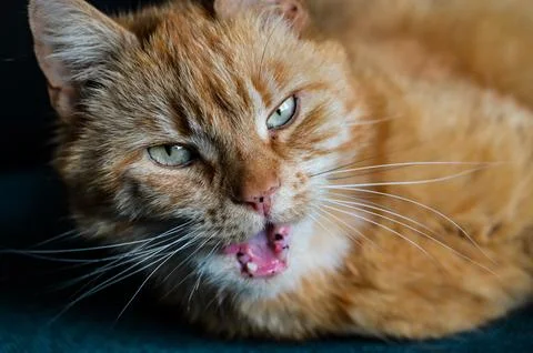 Ginger cat 写真素材