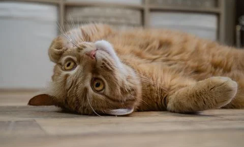 Ginger cat Foto stock