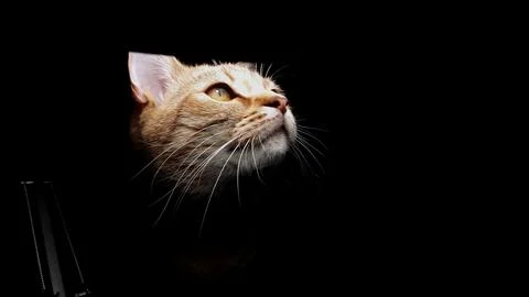 The ginger cat Stock Photos