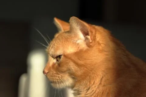 Ginger cat Stock Photos