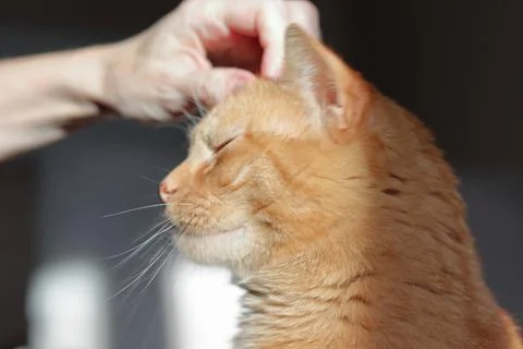 Ginger cat Stock Photos