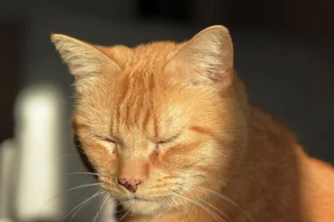 Ginger cat Stock Photos