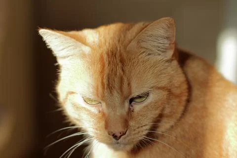 Ginger cat Stock Photos