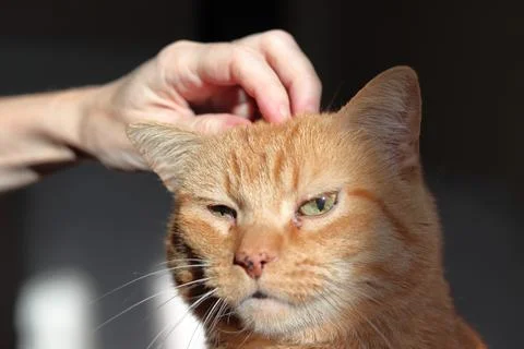 Ginger cat Stock Photos