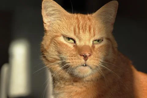 Ginger cat Stock Photos