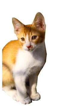 Ginger cat. Stock Photos