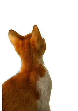 Ginger cat. Stock Photos