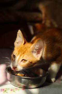 Ginger cat. Stock Photos