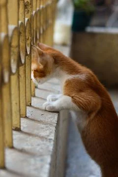 Ginger cat. Stock Photos