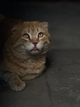 Ginger cat Foto stock