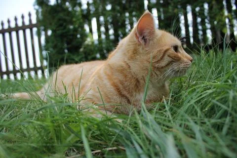 Ginger cat Stock Photos