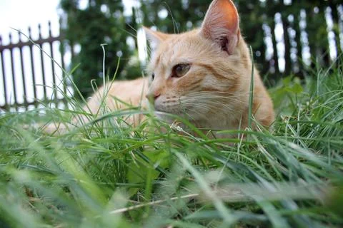 Ginger cat Stock Photos