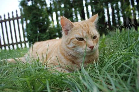 Ginger cat Stock Photos
