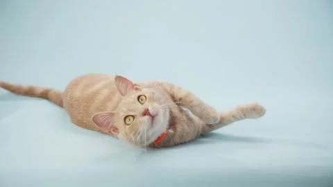 Ginger cat playing on blue background Stock Footage 320142211