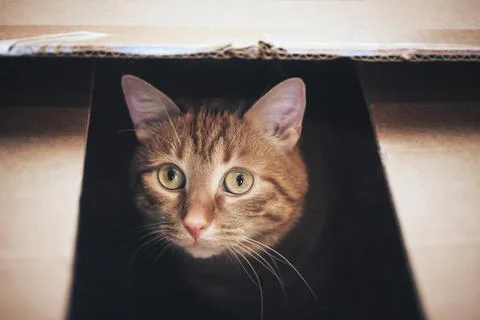 Ginger Cat is Playing in the Box Stock Photos