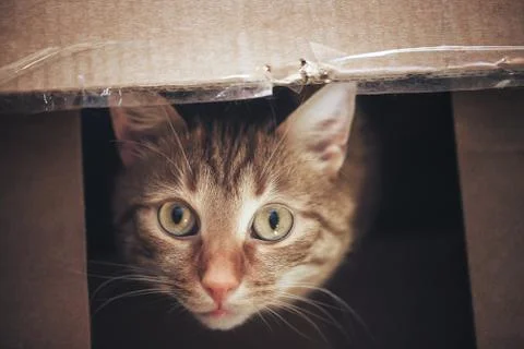 Ginger Cat is Playing in the Box Stock Photos