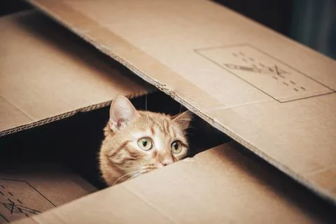 Ginger Cat is Playing in the Box Stock Photos