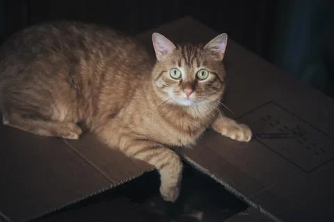 Ginger Cat is Playing in the Box Stock Photos