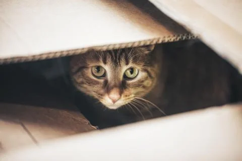 Ginger Cat is Playing in the Box Stock Photos